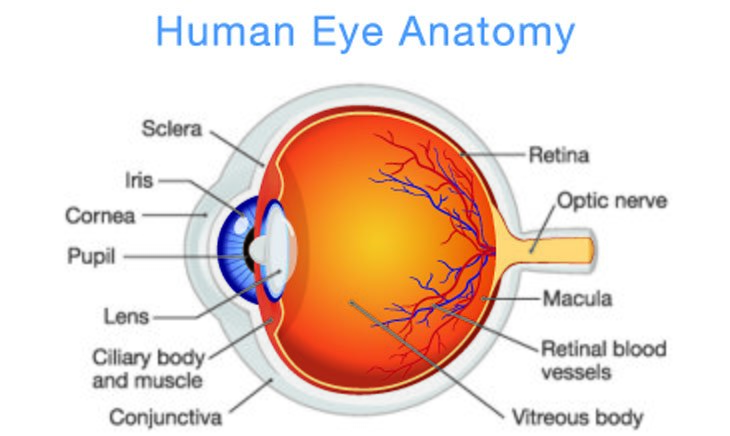 eye anatomy